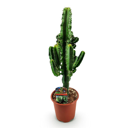 Green boutiQ - Zimmerpflanze - Euphorbia eritrea - Afrikanischer Milchbaum - Geringer Pflegeaufwand - Grün - 1 - Topf 17cm - Höhe 60cm 