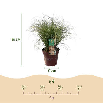 GreenboutiQ - Ziergräser - Carex comans Frosted Curls - Grün - 1 Pflanze - Immergrün - Winterhart - Topf 17cm Höhe 50cm 