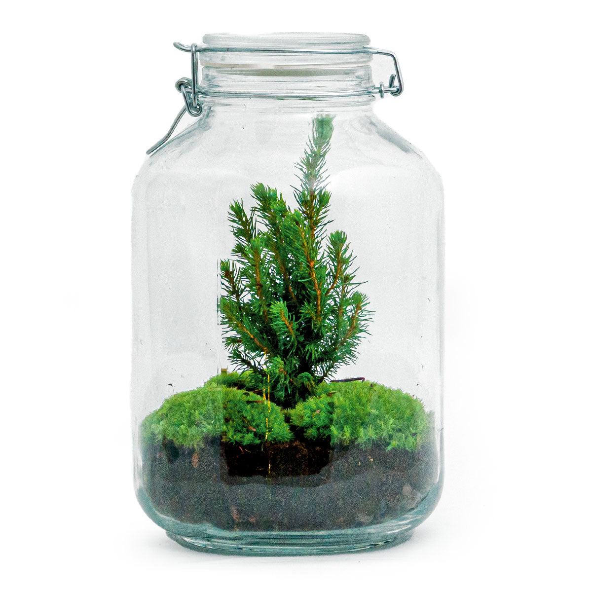 Flaschengarten Christmas – DIY Bausatz Terrarium – ↕28cm – Do-It-Yourself Weihnachts-Terrarium – Mit Mini-Weihnachtsbaum & Moos – Autarkes Ökosystem – Für Wohnung & Büro 