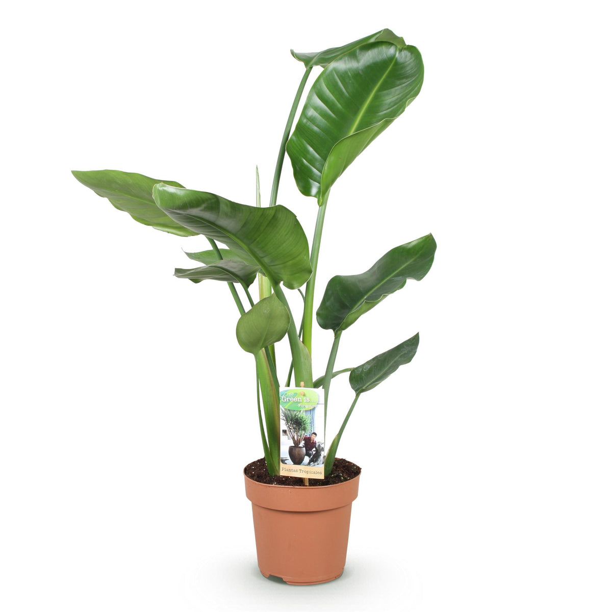 Green boutiQ - Zimmerpflanzen - Stelitzia Nicolai - Paradiesvogelblume - Wenig Pflege - Grün - 1 Pflanze - Topf 17cm - Höhe 70-90cm 