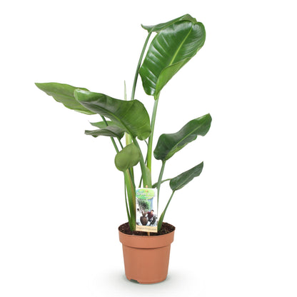 Green boutiQ - Zimmerpflanzen - Stelitzia Nicolai - Paradiesvogelblume - Wenig Pflege - Grün - 1 Pflanze - Topf 17cm - Höhe 70-90cm 