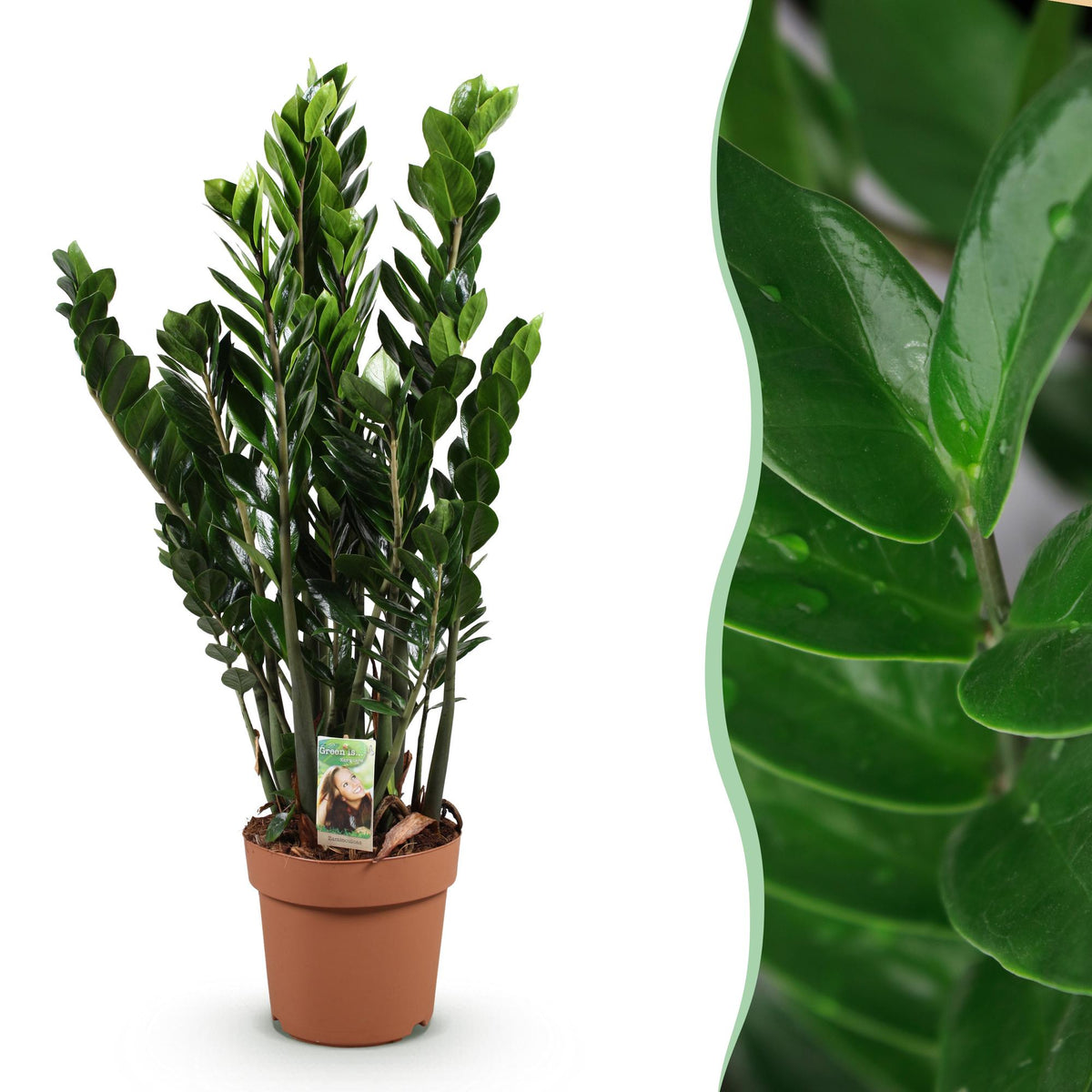 Green boutiQ - Zimmerpflanzen - Zamioculcas - ZZ-Pflanze - Wenig Pflege - Grün - 1 Pflanze - Topf 21cm - Höhe 80-90cm 