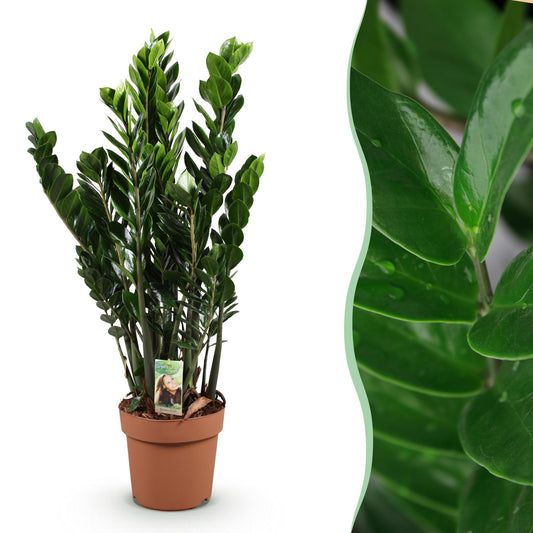Green boutiQ - Zimmerpflanzen - Zamioculcas - ZZ-Pflanze - Wenig Pflege - Grün - 1 Pflanze - Topf 21cm - Höhe 80-90cm 