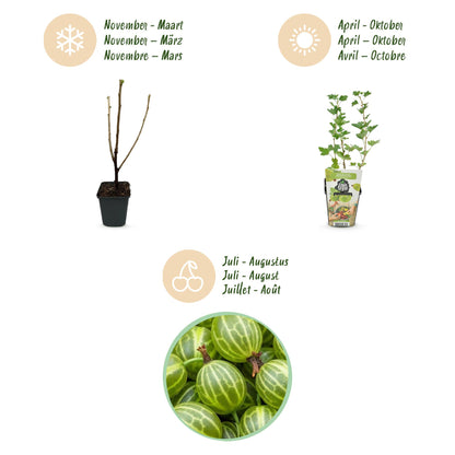 Grüne Stachelbeere Ribes uva-crispa Hinnonmaki Grün winterhart 3 Pflanzen Höhe 30cm Ø9cm – für Garten Beet Balkon & Terrasse 
