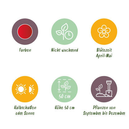 GreenboutiQ - Blumenzwiebeln - Tulp Triumph Red - Farbe Rot - 15 Stück - Zwiebelgröße 11/12 - XXL Pack 