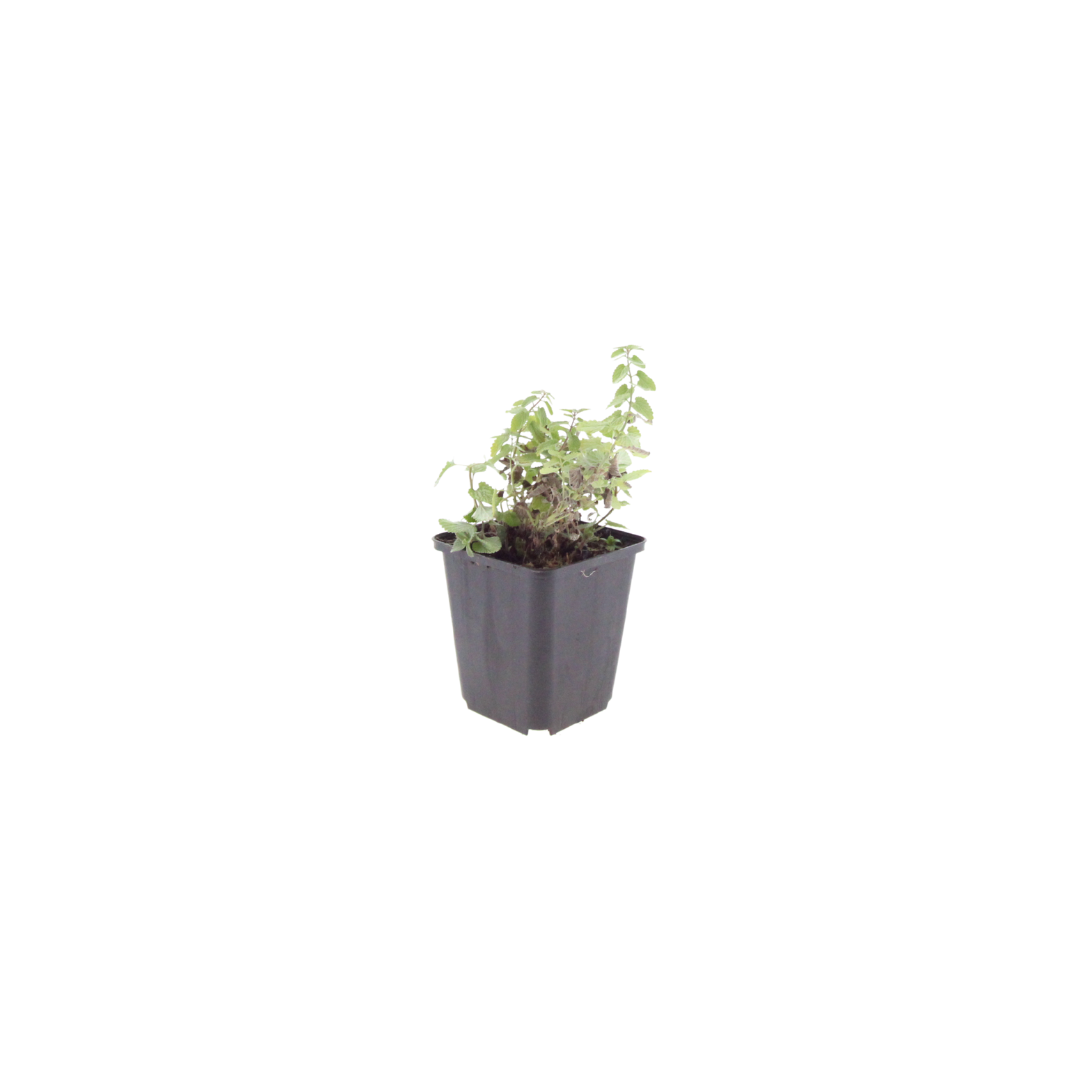 Nepeta Grol Katzenminze – Ø9cm – Höhe 10-25cm – Blauviolett blühende Staude – Bienenfreundlich – Ansicht 23
