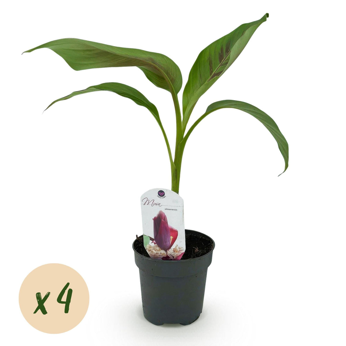 Bananenpflanze Musa sikkimensis Red Tiger – 2 Pflanzen – Tropische Gartenbanane – Ø12cm, Höhe ca. 30cm