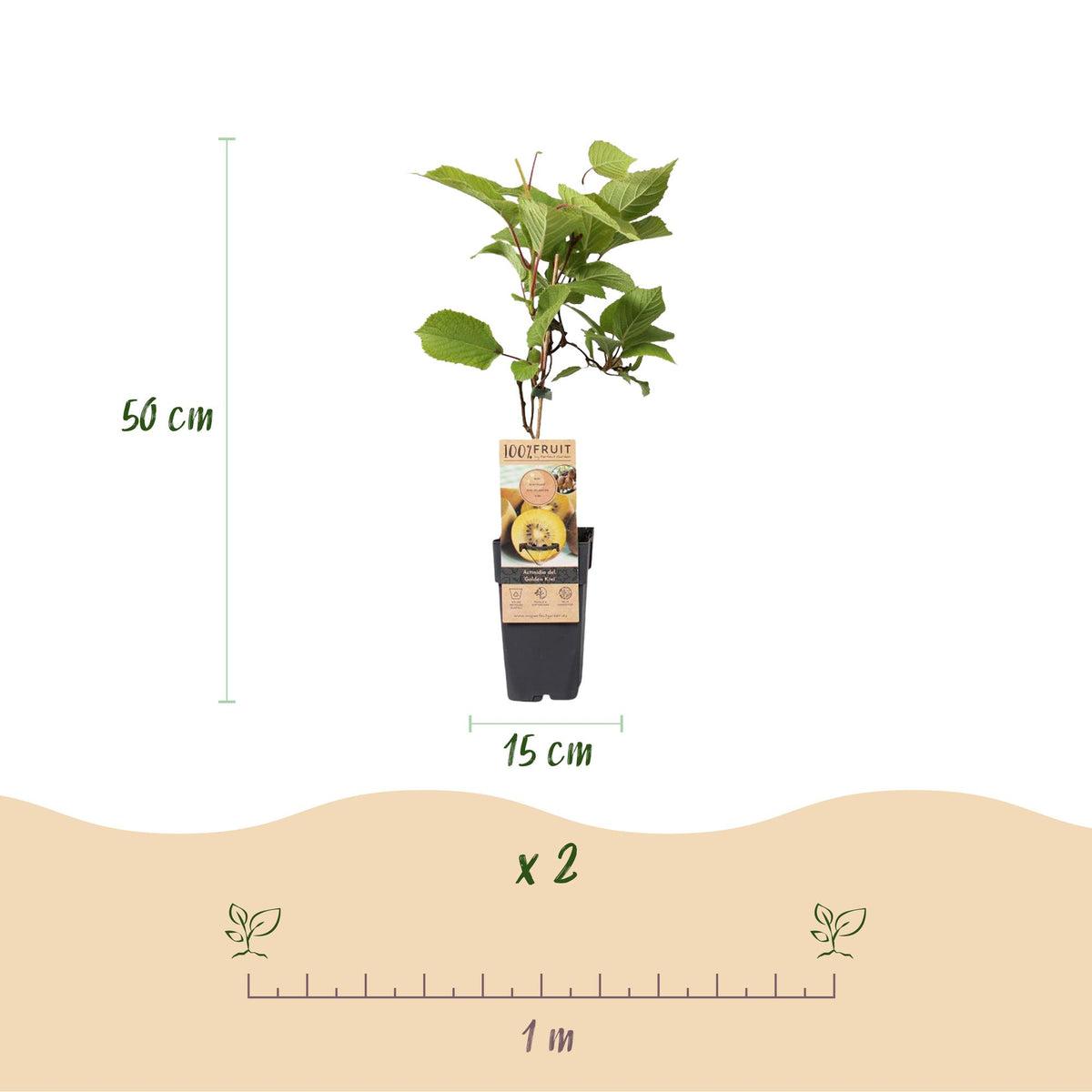 Green boutiQ - Obstpflanze - Actinidia Weiki & Golden Kiwi - Kiwipflanze - 1 Männlich - 1 Weiblich - Pflanzen - Gelb - Topf 15cm - Höhe 50cm 