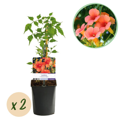 Trompetblume Campsis radicans Madame Galen – Orange Blüten – 2 Pflanzen – 11 cm x H40 cm – Bis 10 m – Pflegeleicht – Ideal für Garten, Balkon & Pergola 