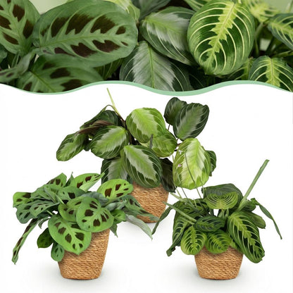 Green boutiQ - Zimmerpflanze - Marantha Silverband, Marantha Lemon Lime Marantha Kerchoveana - Gebetspflanze - Haustierfreundliche Pflanze - Grün - 3 Pflanzen - mit Korb - Topf 12cm - Höhe 25cm 