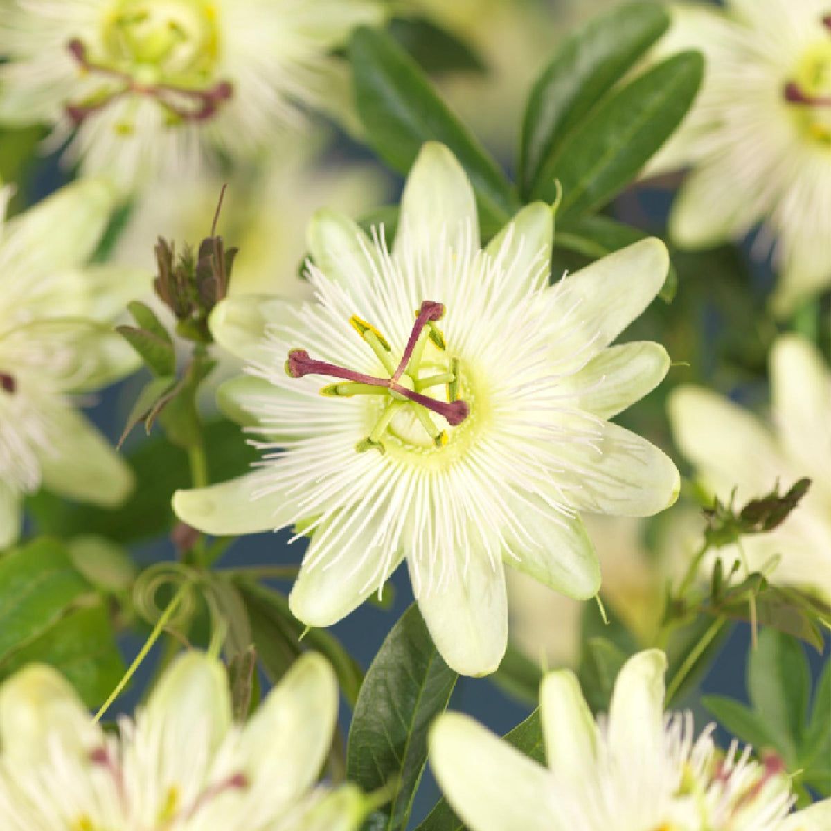 Passionsblume - Passiflora Avalanche - Blüte Weiß - Pflegeleicht - 2 Pflanzen - Topf 11cm Höhe 40cm 