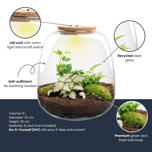Flaschengarten „Emma“ – Bausatz mit LED-Korkdeckel – Ø23cm ↕25cm – DIY Pflanzenterrarium mit Efeu, Farn & Fittonia Pink Tiger – Selbstversorgendes Mini-Ökosystem aus Glas 