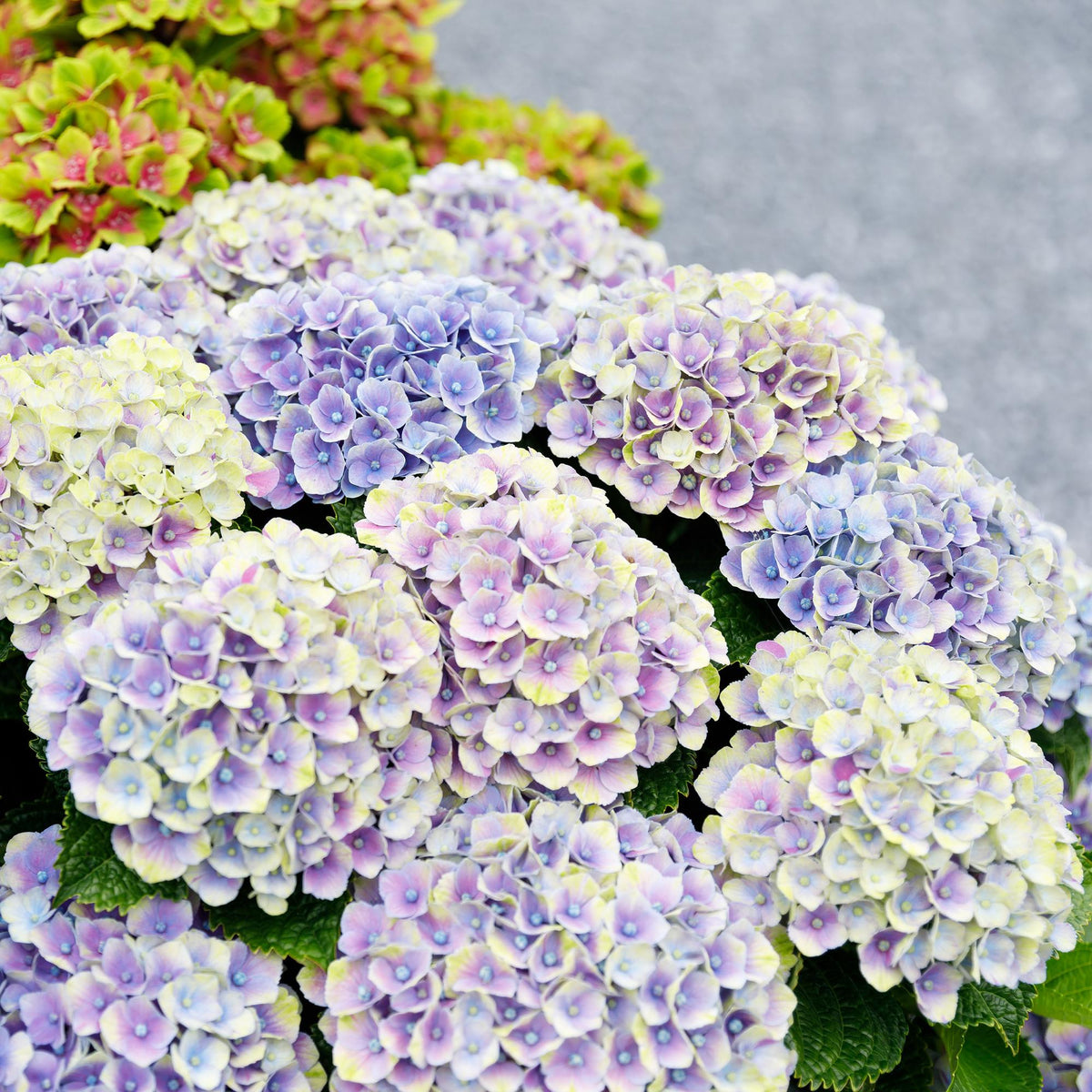 Hortensie Magical Jewel Blue – Hydrangea macrophylla – Blau – Balkonpflanze – Im 23 cm Topf – Ca. 55 cm hoch – 6–10 Blüten – Für Balkon, Terrasse & Beet – Pflegeleicht & Farbenprächtig 