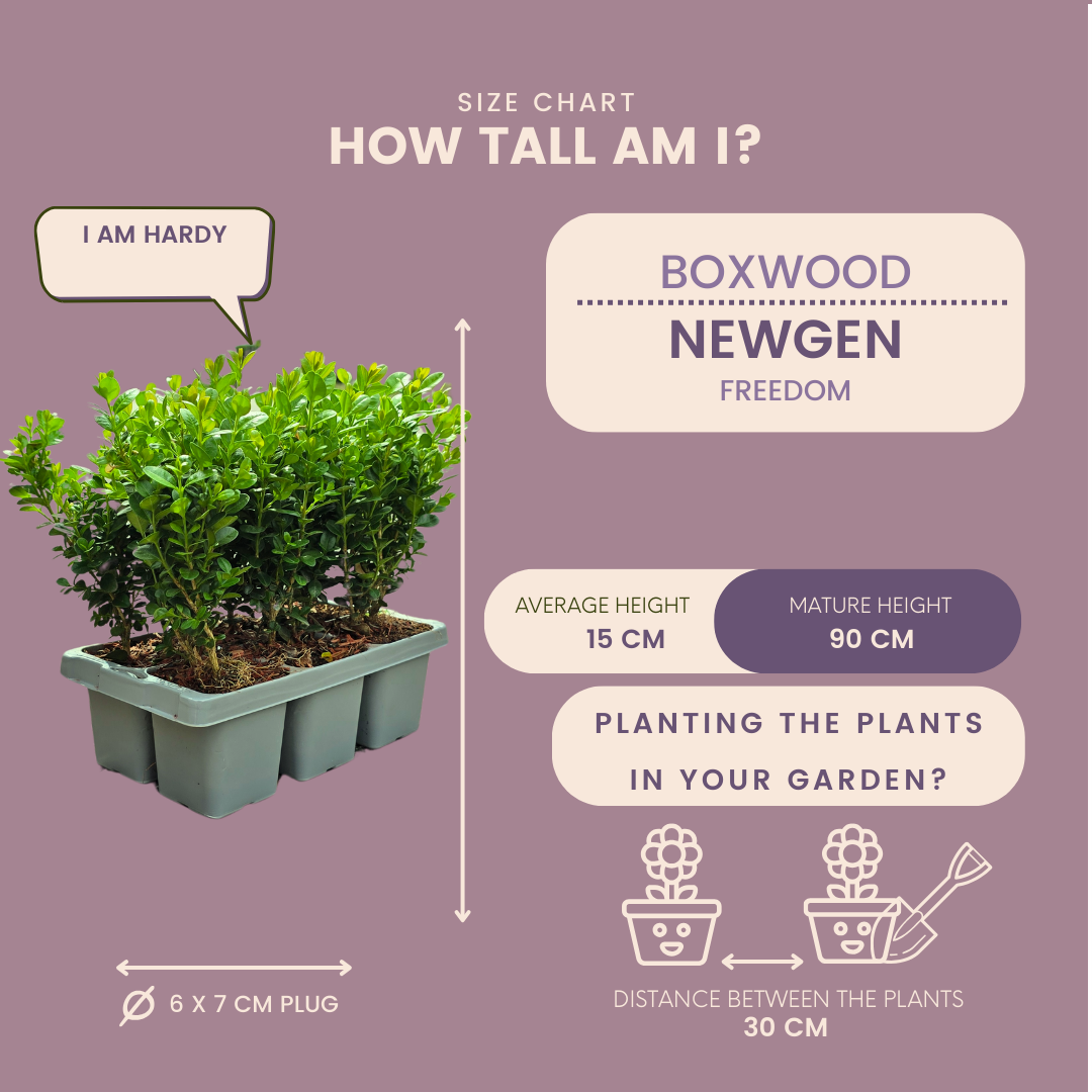 Buchsbaum – Buxus NewGen Freedom – 6 Pflanzen – je ca. 15 cm hoch – Topf Ø7 cm – kompakter, winterharter Strauch – resistent gegen Zünsler & Pilzkrankheiten – ideal für Formschnitt & Hecken 