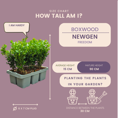 Buchsbaum – Buxus NewGen Freedom – 6 Pflanzen – je ca. 15 cm hoch – Topf Ø7 cm – kompakter, winterharter Strauch – resistent gegen Zünsler & Pilzkrankheiten – ideal für Formschnitt & Hecken 