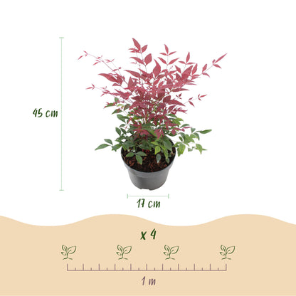GreenboutiQ - Gartenpflanze - Nandina Duo - Gelb & Rot - 2 Pflanzen - Immergrün - Pflegeleicht - Topf 17cm Höhe 45cm 