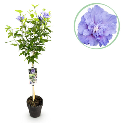 Hibiscus syriacus Blue Chiffon – Pflegeleichte Stamm-Pflanze mit großen blauen Blüten – Laubabwerfend – Ø19 cm – Höhe ca. 90 cm – Ideal für Terrasse & Balkon 