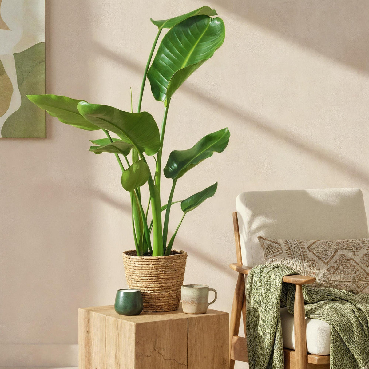 Green boutiQ - Zimmerpflanzen - Stelitzia Nicolai - Paradiesvogelblume - Wenig Pflege - mit Korb - Grün - 1 Pflanze - Topf 17cm - Höhe 70-90cm 