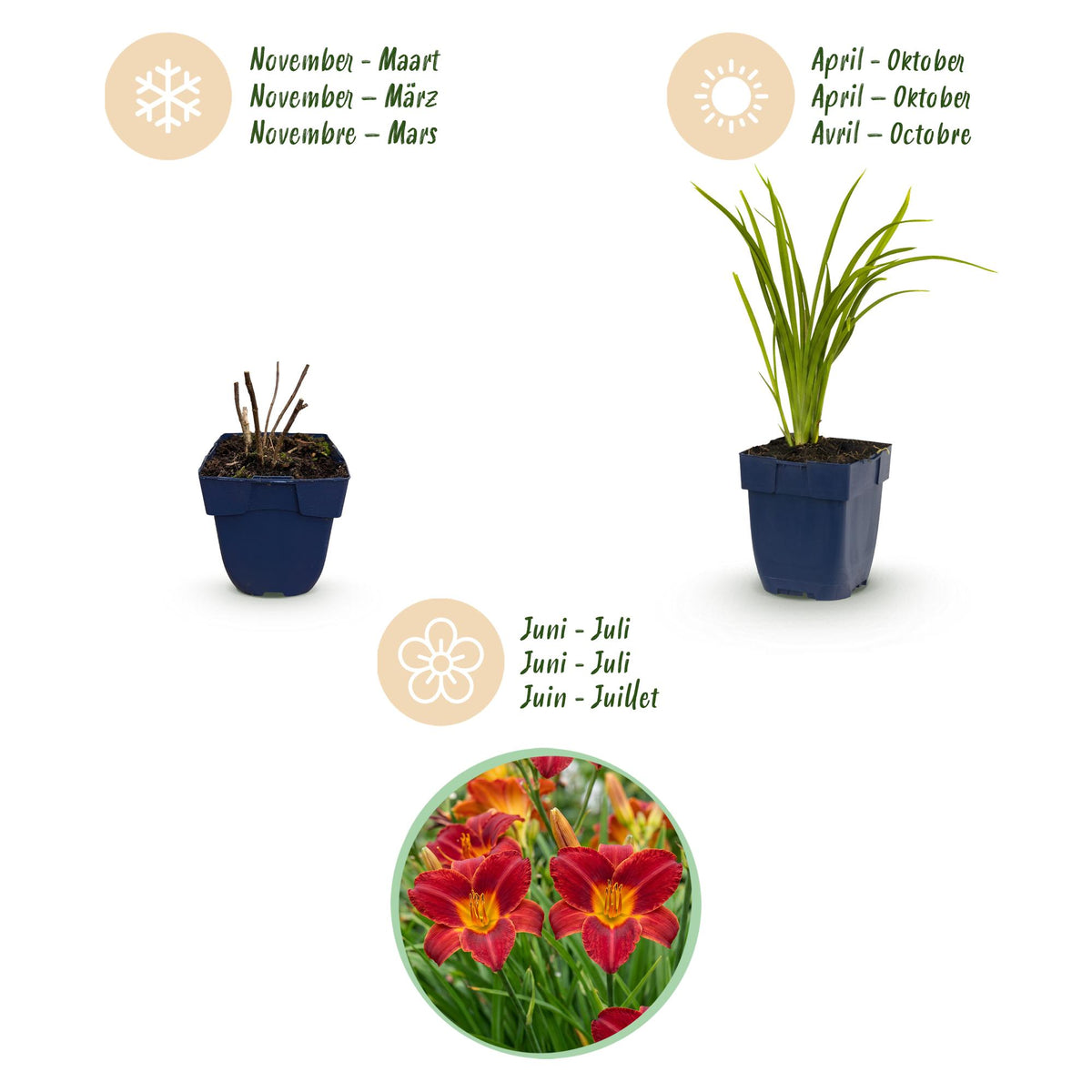 Taglilie 'Autumn Red' – Hemerocallis 'Autumn Red' – Topf Ø11cm – Bienenfreundliche Staude für Garten & Balkon – Ansicht 4