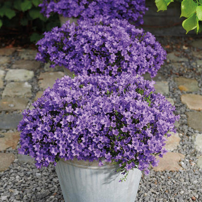 Campanula Addenda - Glockenblume lila Topfgröße 12cm - 1m2 Bodendecker - 6 Pflanzen - Ambella Lila - Winterhart 
