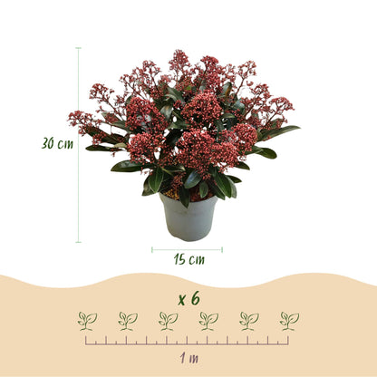 GreenboutiQ - Terrassenpflanze - Skimmia japonica Duo - Blüte Weiß & Rot - 15+ Blumen - 2 Pflanzen - Winterhart - Topf 15cm Höhe 30cm 