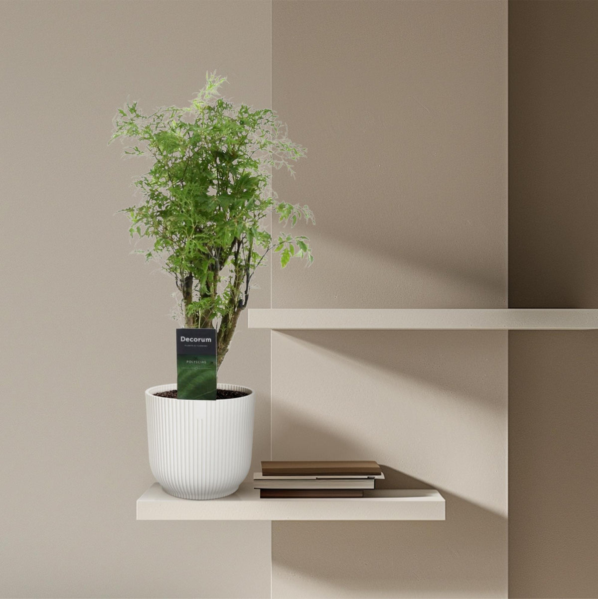 Polyscias Hawaiiana Ming 45cm – Ø12cm – Dekorative Zimmerpflanze mit dichtem, tiefgrünem Blattwerk – Pflegeleicht & ideal für Wohnzimmer, Büro & moderne Innenräume 