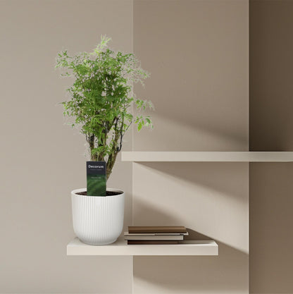 Polyscias Hawaiiana Ming 45cm – Ø12cm – Dekorative Zimmerpflanze mit dichtem, tiefgrünem Blattwerk – Pflegeleicht & ideal für Wohnzimmer, Büro & moderne Innenräume 