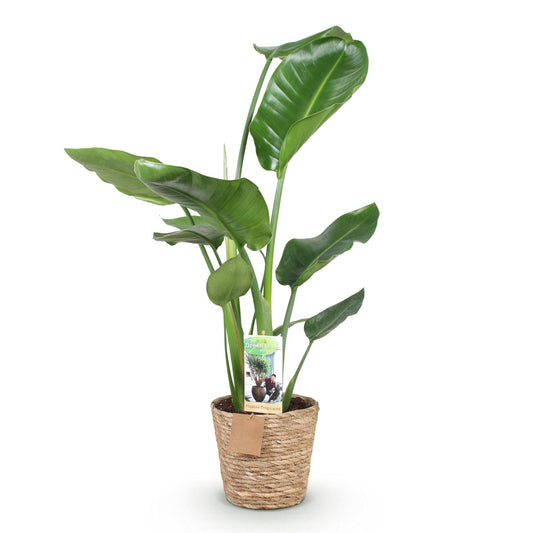 Green boutiQ - Zimmerpflanzen - Stelitzia Nicolai - Paradiesvogelblume - Wenig Pflege - mit Korb - Grün - 1 Pflanze - Topf 17cm - Höhe 70-90cm 