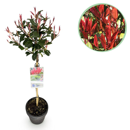 GreenboutiQ - Pflanze auf Stamm - Photinia fraseri Carre Rouge - Terrassenpflanze - Immergrün - Winterhart - Grün-Rotes Blatt - Topf 19cm Höhe 90cm 