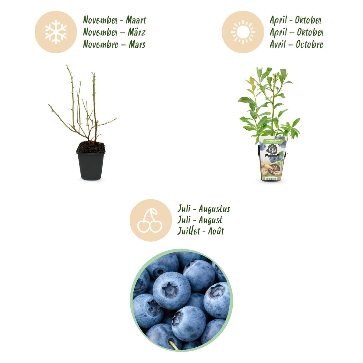 Blaubeere Vaccinium corymbosum Bluegold winterhart 3 Pflanzen Ø9cm Höhe 30cm – Aromatische Heidelbeere für Garten Balkon & Terrasse 