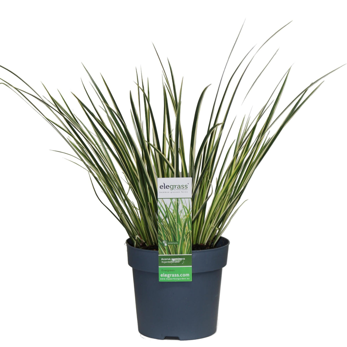 Acorus gramineus 'Argenteostriatus' – Immergrünes Ziergras mit gelbgrünen Streifen – Ø14 cm Topf – Ca. 30 cm hoch – Ideal für feuchte Standorte & Uferbereiche 