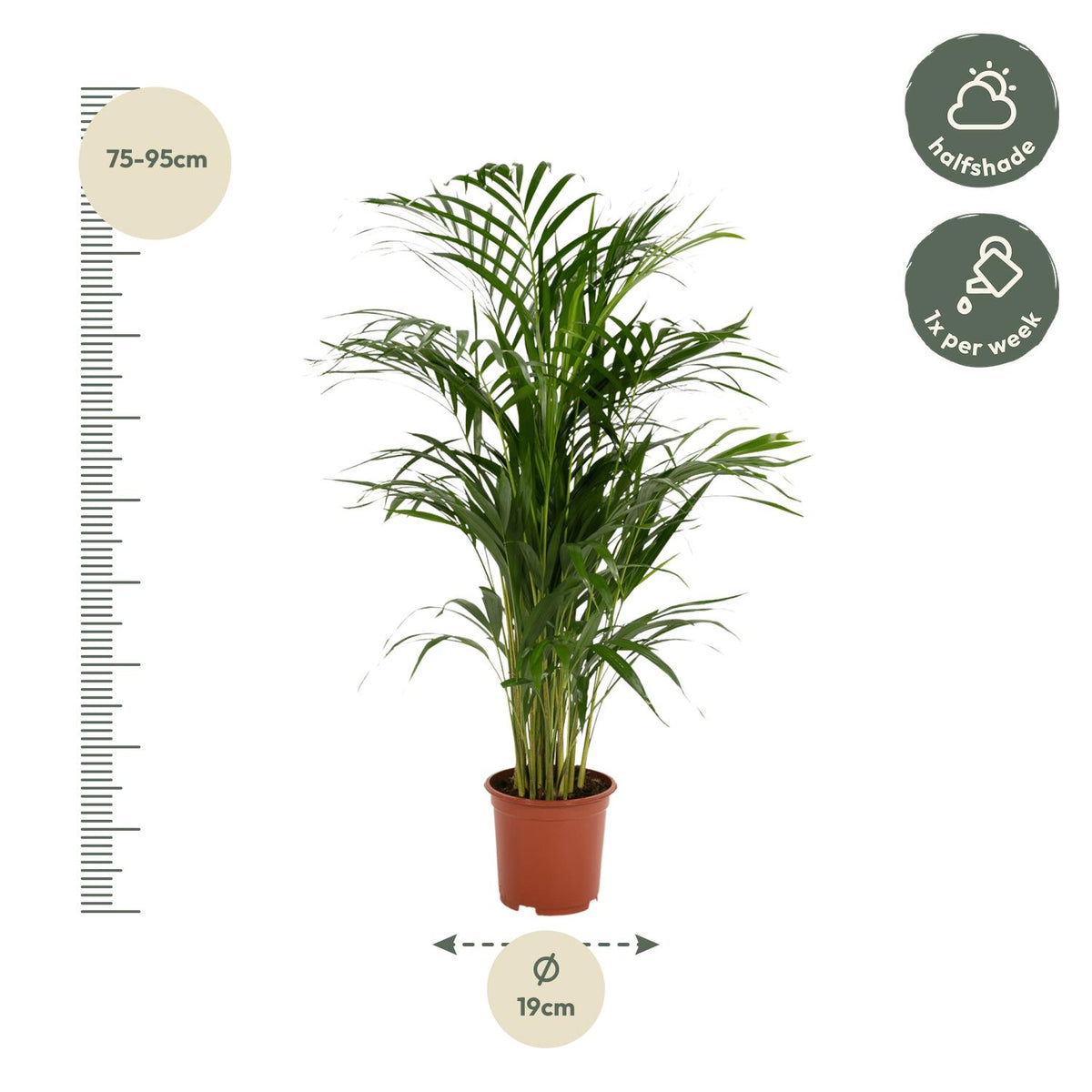 Areca-Palme - Ø17cm - ↕70cm 