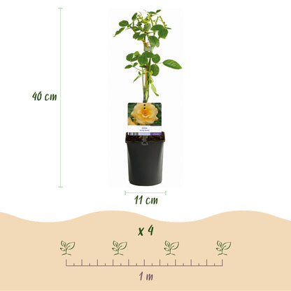 Kletterrose Rosa Spring Queen – Gelb – Pflegeleicht – 2 Pflanzen – 11cm x H40cm – Duftende Rosen für Garten, Balkon & Terrasse 