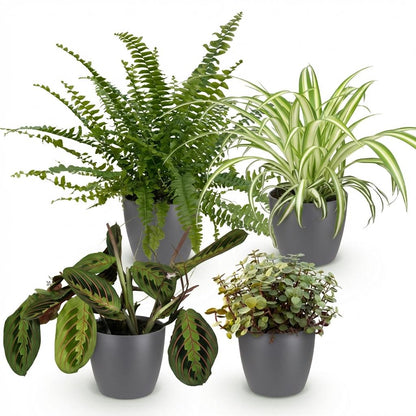 Green boutiQ - Zimmerpflanze - Chlorophytum - Maranta - Calissia - Nephrolepsis - Mix aus 4 - Haustierfreundliche Pflanzen - Grün - 4 Pflanzen - mit Potter Grau - Topf 12cm - Höhe 25cm 
