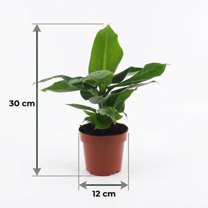 Orientalische Zwergbanane – Musa 'Oriental Dwarf' – Topf Ø12cm – Höhe 30cm – mit weißem Dekotopf – Ansicht 5
