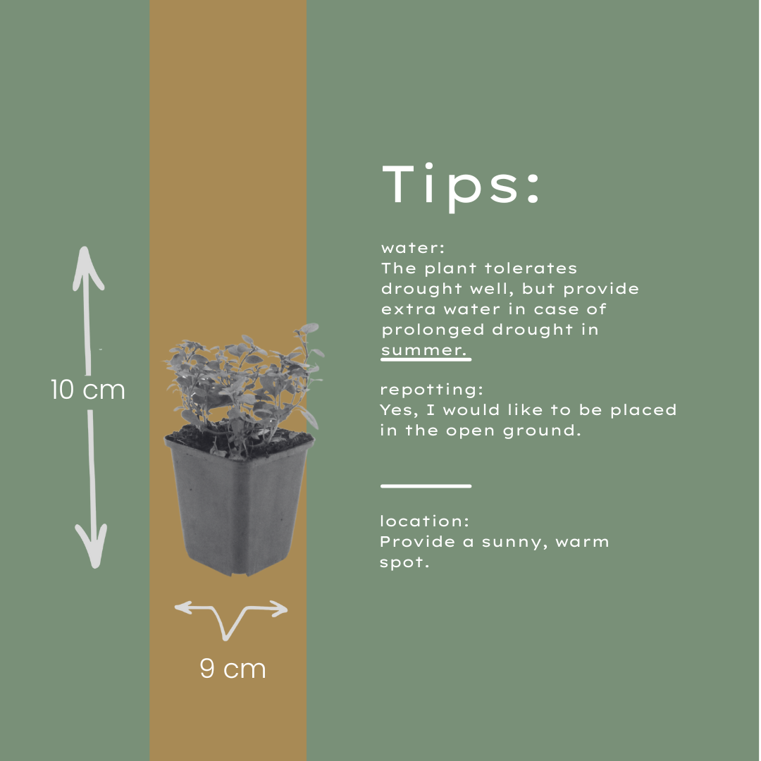 Origanum laevigatum Herrenhausen – Ø9cm – Höhe 10-25cm – Winterharter Zieroregano – Bienenfreundlich – Ansicht 13