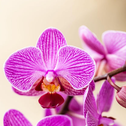 Orchidee Vienna Lila im Malaga Ziertopf Lila – Ø9cm – Zimmerpflanze mit 2-3 kräftigen Zweigen – Blühende Indoor-Orchidee – Geschenkidee & Wohnaccessoire 