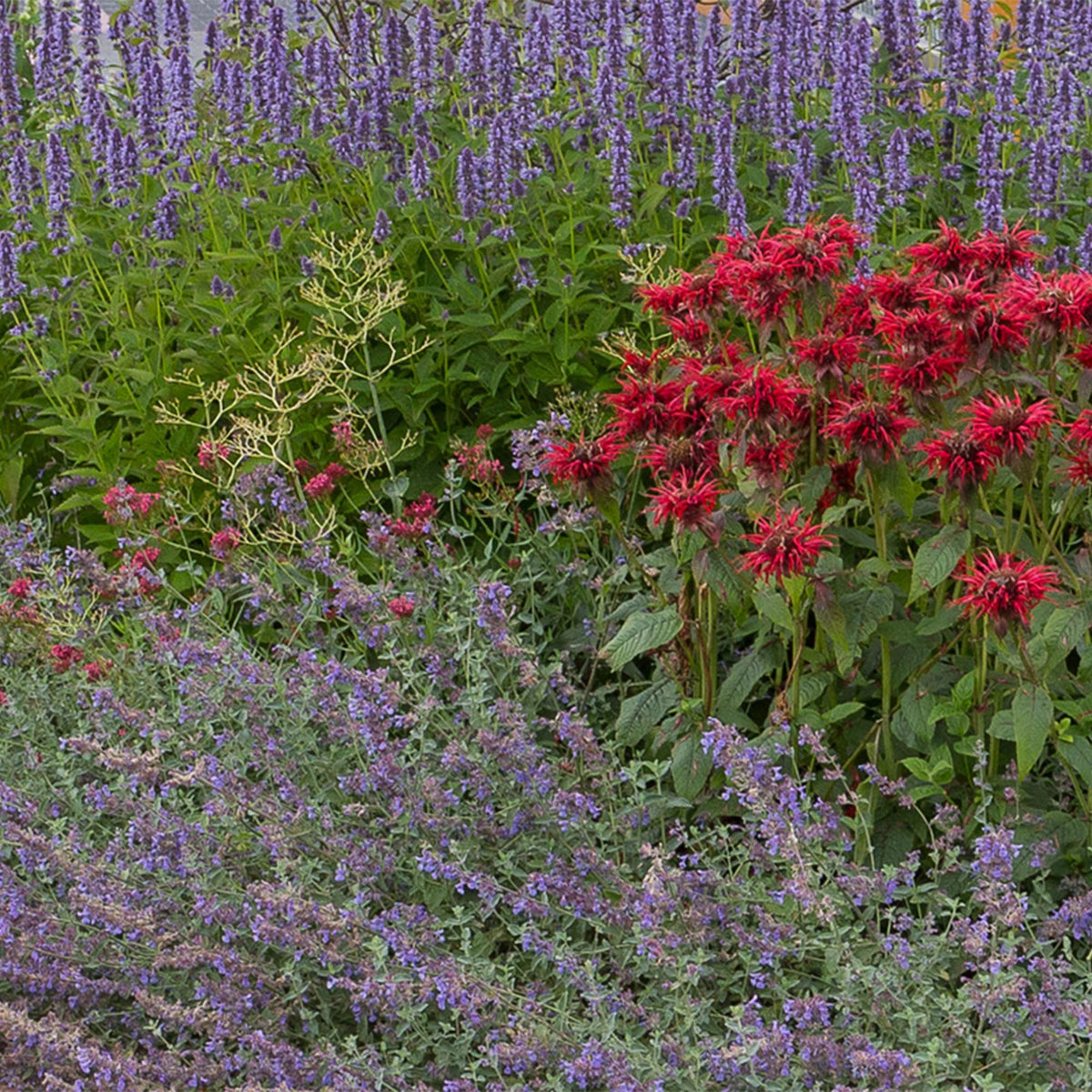Staudenset – Duftend – 6 verschiedene Duftstauden – Für 1 m² Beet – Bienenfreundlich – Pflegeleicht – Blüten in verschiedenen Farben – Ø11 cm