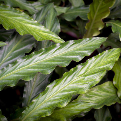 Samt-Korbmarante Calathea rufibarba, Topf Ø17cm – Ansicht 5