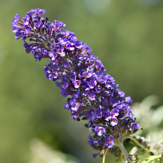 Schmetterlingsstrauch Buddleja davidii Purple Emperor – Blüte Lila – Schmetterlingsanziehend – 17 cm Höhe 25 cm – Pflegeleicht & Sonnentolerant 