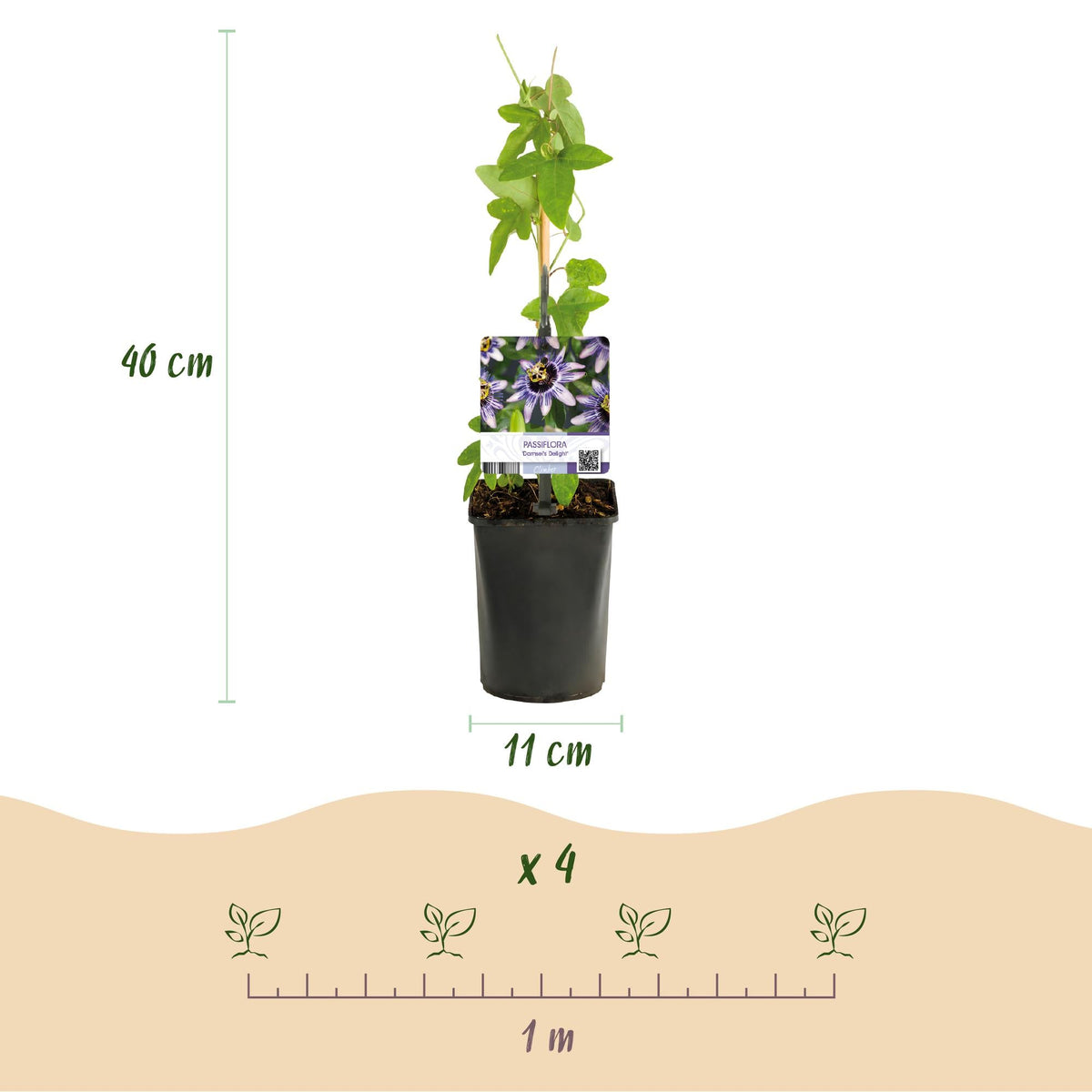 Passionsblume - Passiflora Rainbow - Blume Rosa Weiß Lila Grün - Wenig Pflege - 4 Pflanzen - Topf 11cm Höhe 40cm 