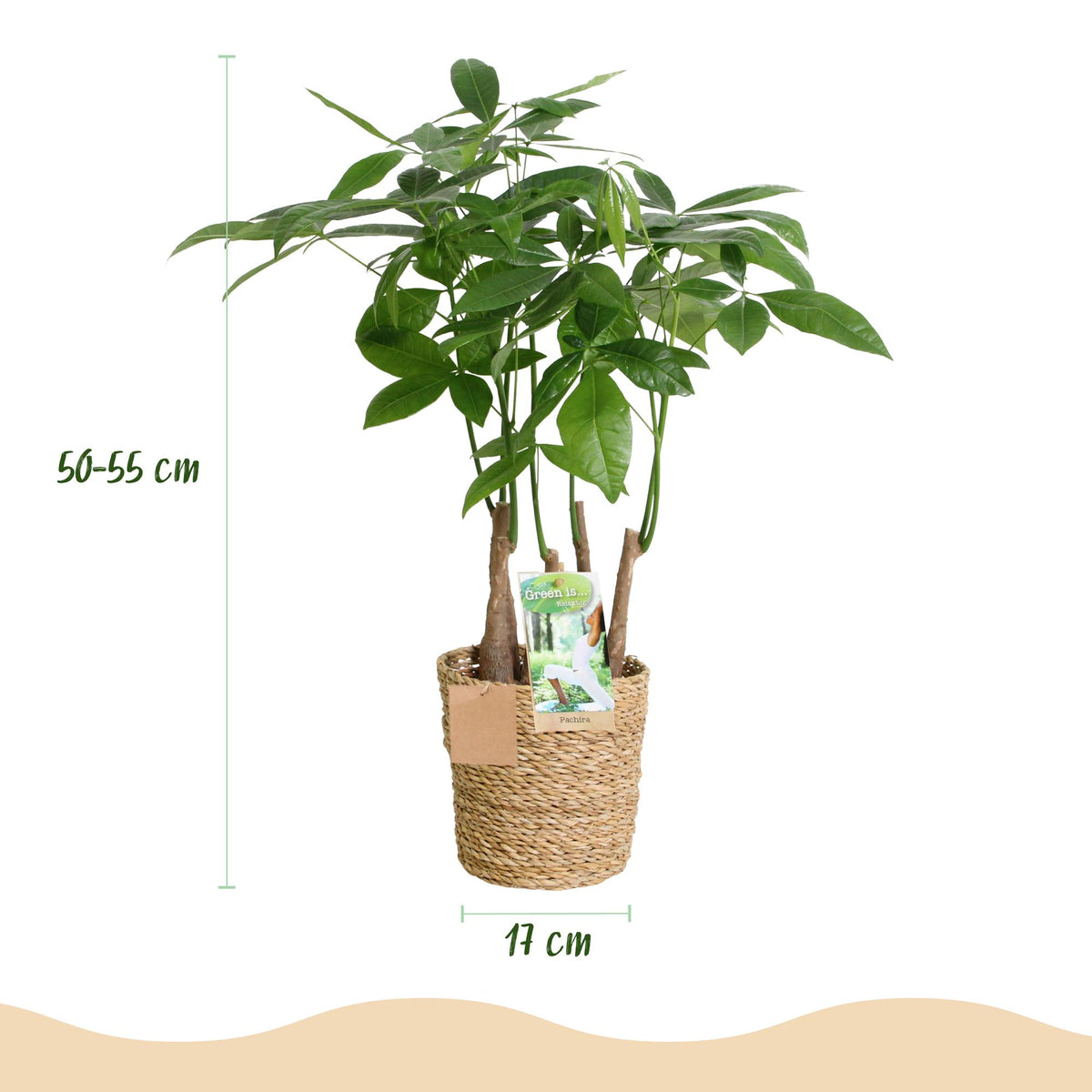 Green boutiQ - Zimmerpflanzen - Pachira Aquatica Mehrstamm - Geldbaum - Wenig Pflege - mit Korb - Grün - 1 Pflanze - Topf 17cm - Höhe 50-55cm 