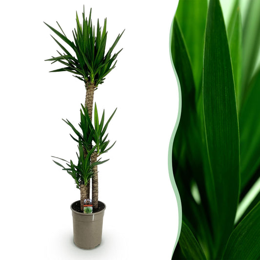 Palmlilie Yucca Elephantipes – 170cm – 27cm – Pflegeleichte, robuste Palmlilie mit langen, schmalen Blättern – Großwüchsige Zimmerpflanze für moderne Wohn- und Arbeitsräume 