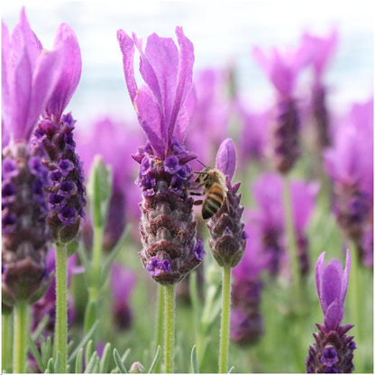 Echter Lavendel Lavandula stoechas Anouk – 3 Pflanzen – Duftender Schopflavendel im Dekotopf Lavenderprint – Ø13 cm – Winterhart – Für Balkon, Terrasse & Garten 