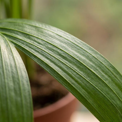 Areca-Palme – Goldfruchtpalme – Dypsis lutescens – Topf Ø12cm – Höhe 45cm – mit weißem Dekotopf – Ansicht 4