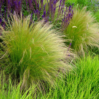 GreenboutiQ - Ziergräser - Stipa tenuifolia Pony Tails - Grün - 1 Pflanze - Immergrün - Winterhart - Topf 17cm Höhe 50cm 
