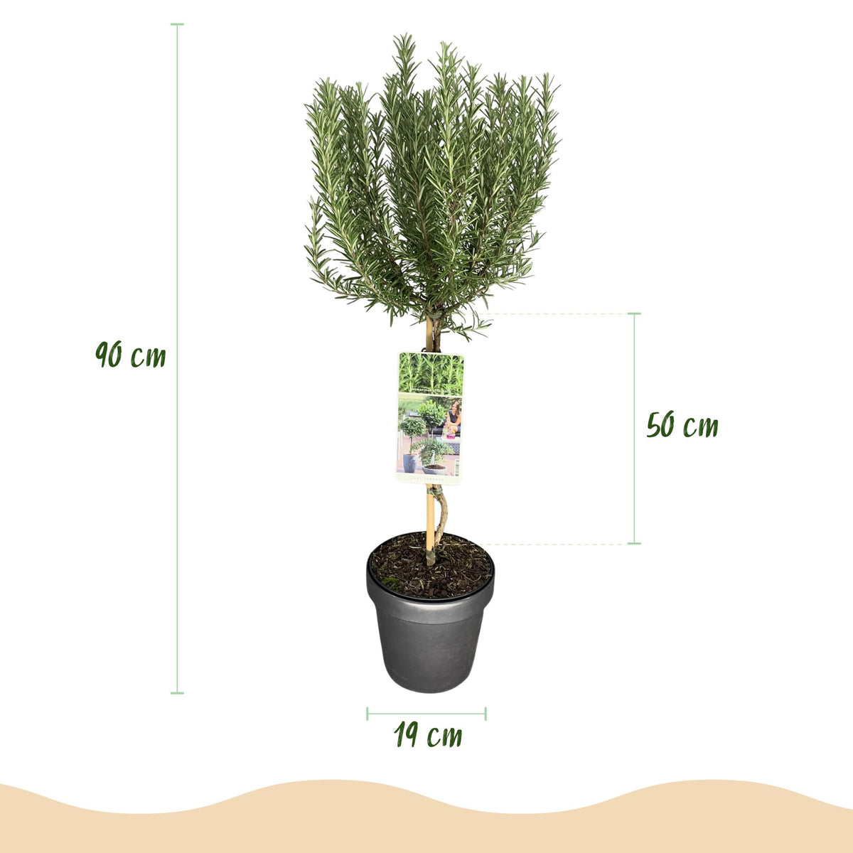 GreenboutiQ - Stamm Pflanze - Rosmarinus officinalis - Terrassen Pflanze - Immergrün - Winterhart - Lila Blüte - Topf 19cm Höhe 90cm 