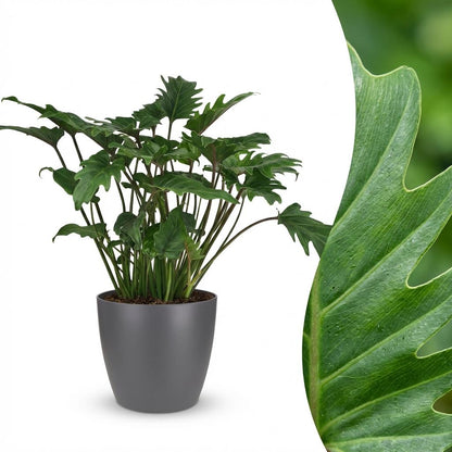 Philodendron Xanadu Zimmerpflanze 60cm – grüne Blattpflanze im Übertopf Grau Ø19cm – tief eingeschnittene Blätter – pflegeleicht für Wohnung & Büro, ideal bei Halbschatten 