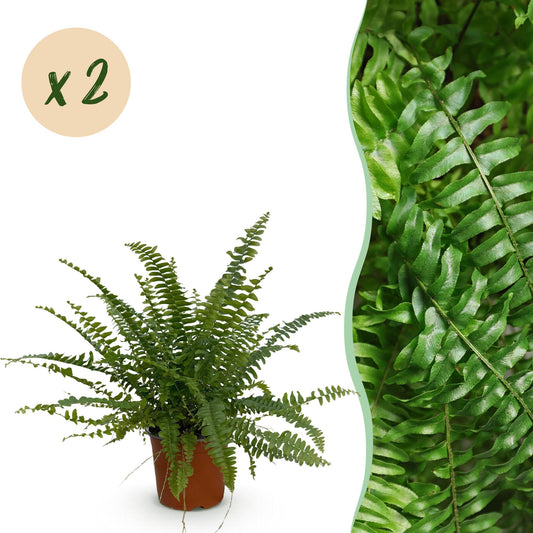 Green boutiQ - Zimmerpflanze - Nephrolepsis exaltata Green Lady - Farn - Haustierfreundlich - Grün - 2 Pflanzen - Topf 12cm - Höhe 28-30cm 