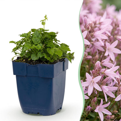 Serbische Glockenblume 'Lisduggan' – Campanula poscharskyana 'Lisduggan' – 12 Pflanzen – Topf Ø11cm – Ansicht 2